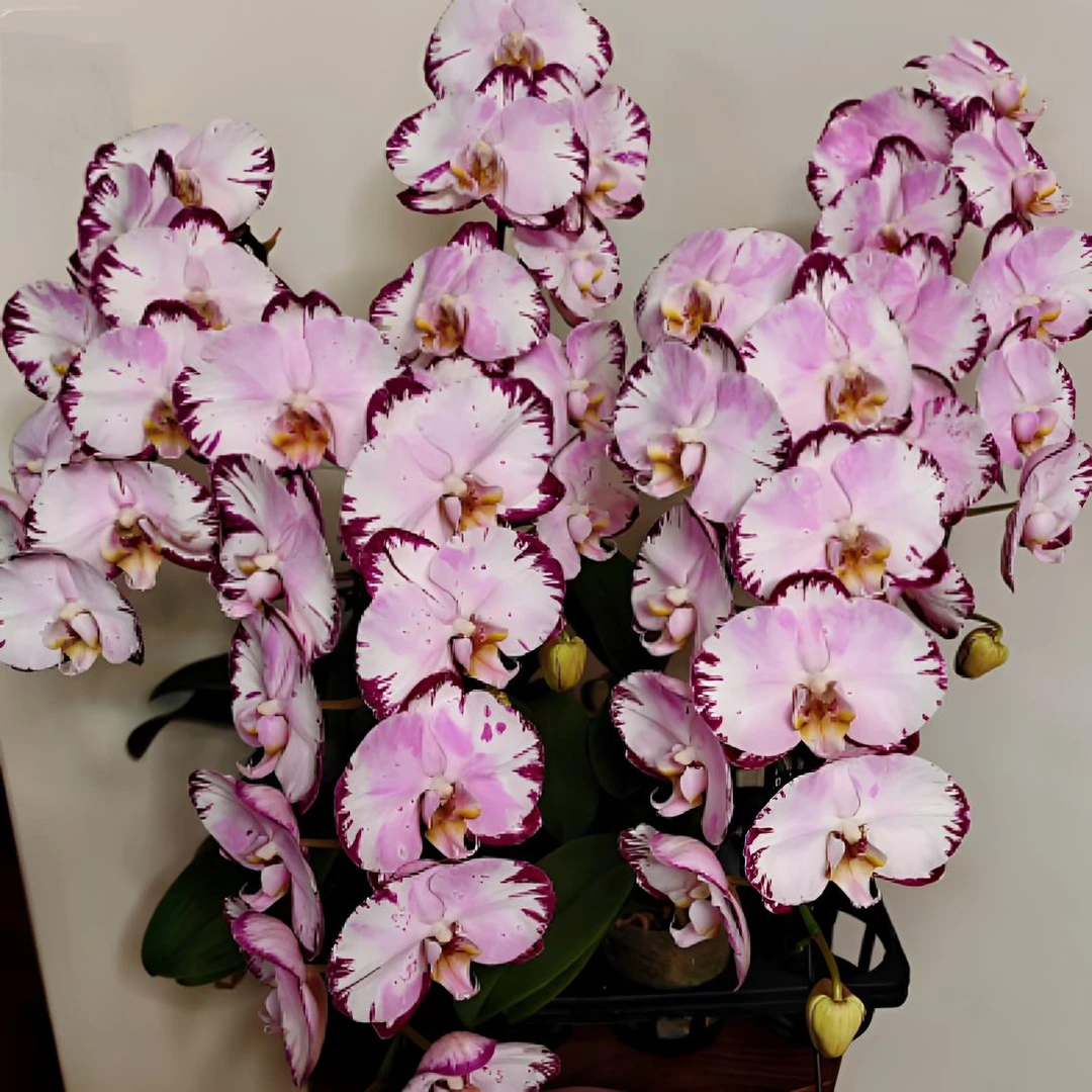 无花剑【残次哈根达斯】苗子蝴蝶兰室内阳台花卉盆栽