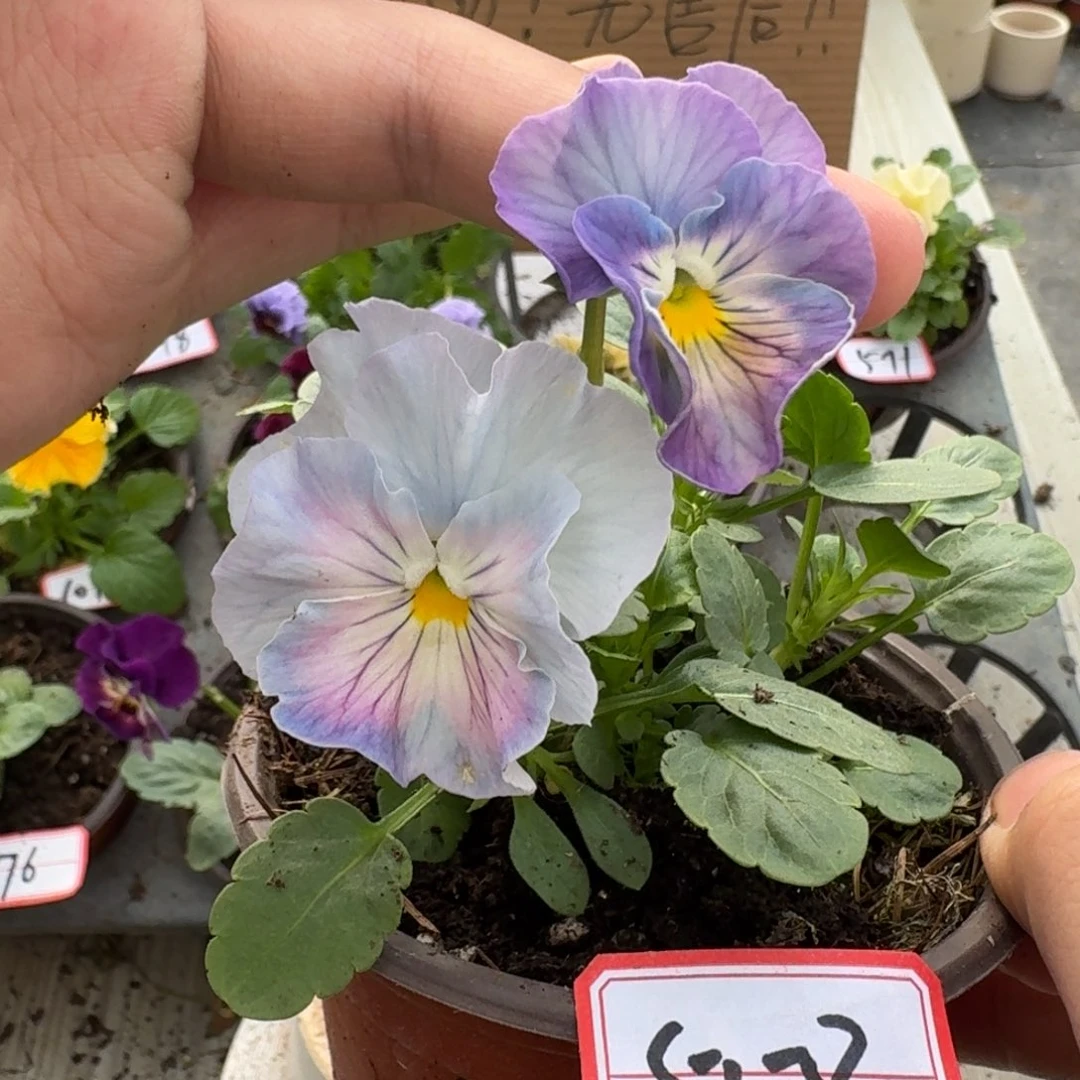 大部分花苞少量开放558