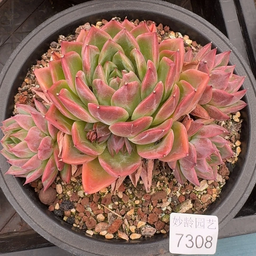 对***…7308杂交多肉植物基地