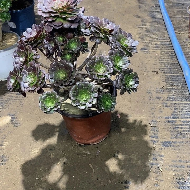 芜***名32，黑萝莉多肉法师多肉