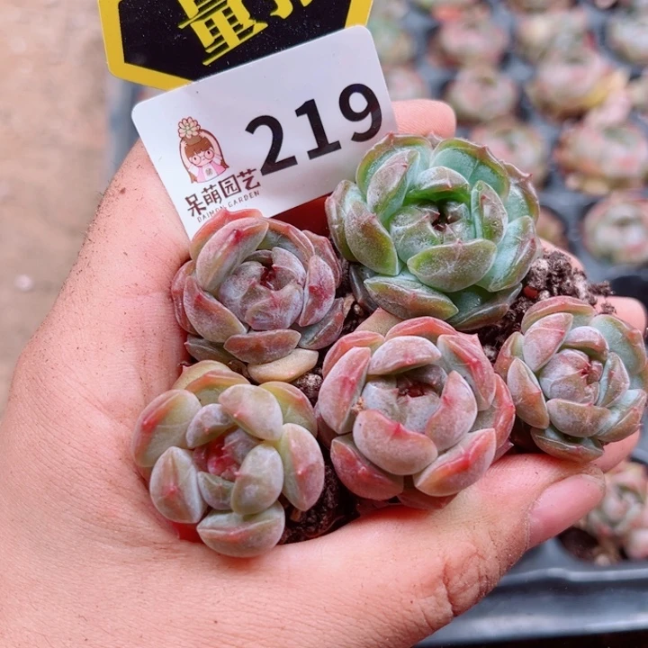 多肉植物多肉植物