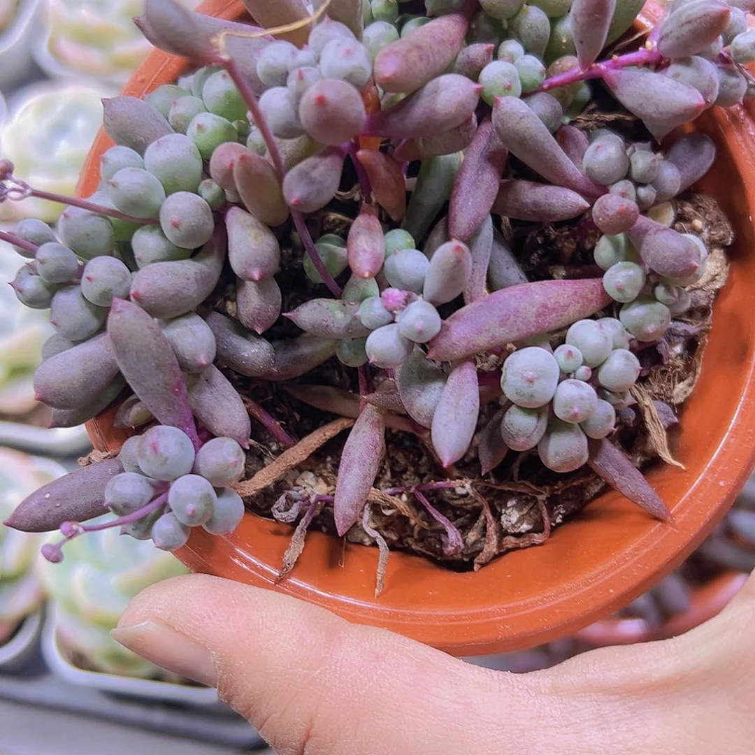 紫玄月葡萄19包邮