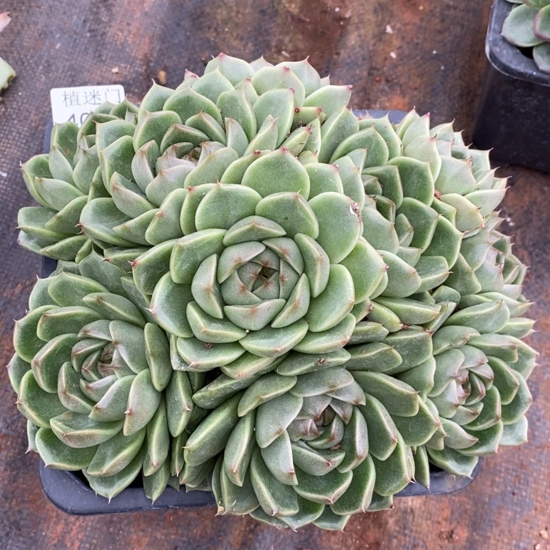 咖***辣杂交精品多肉4028~18厘米