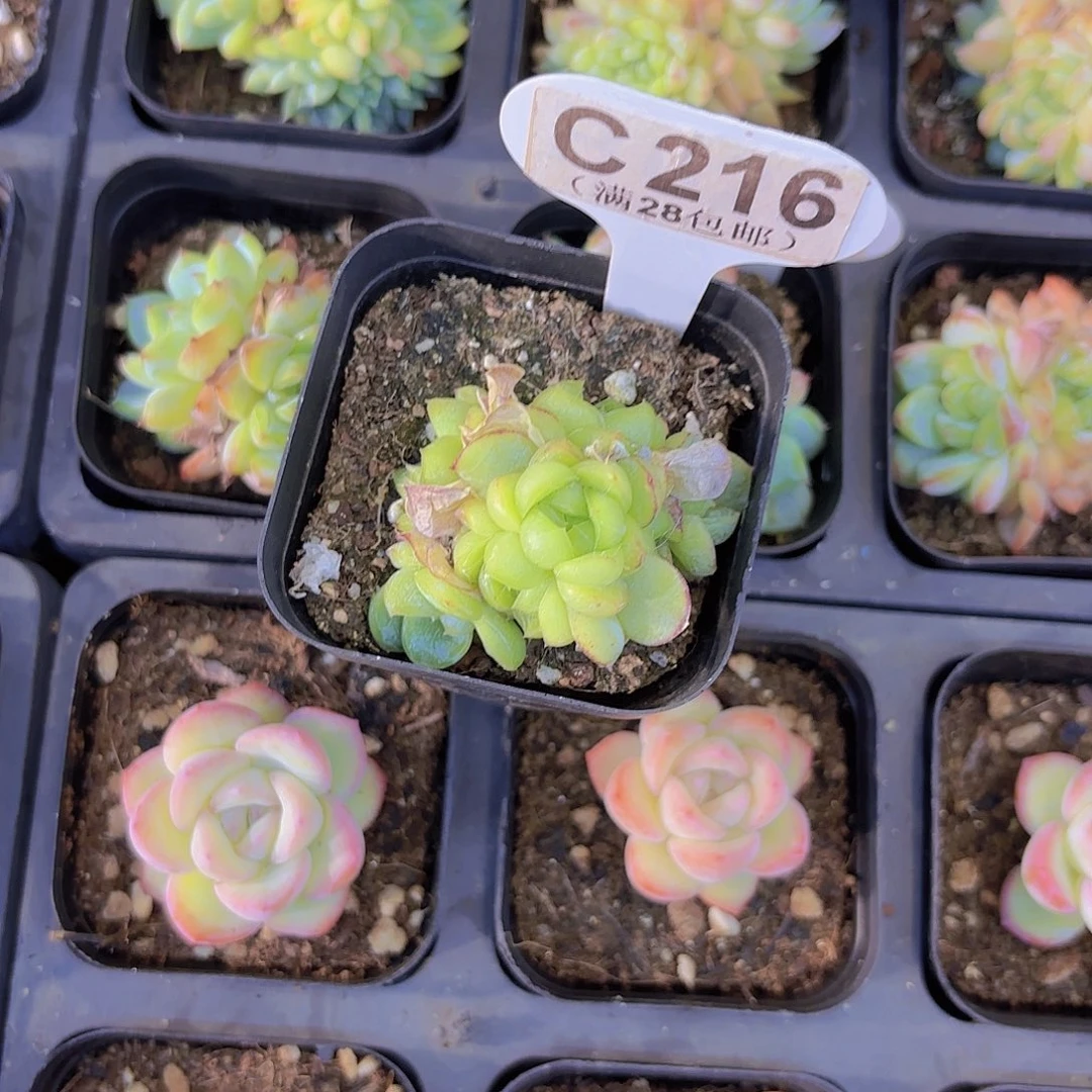 千***动C216胖虎一物一拍