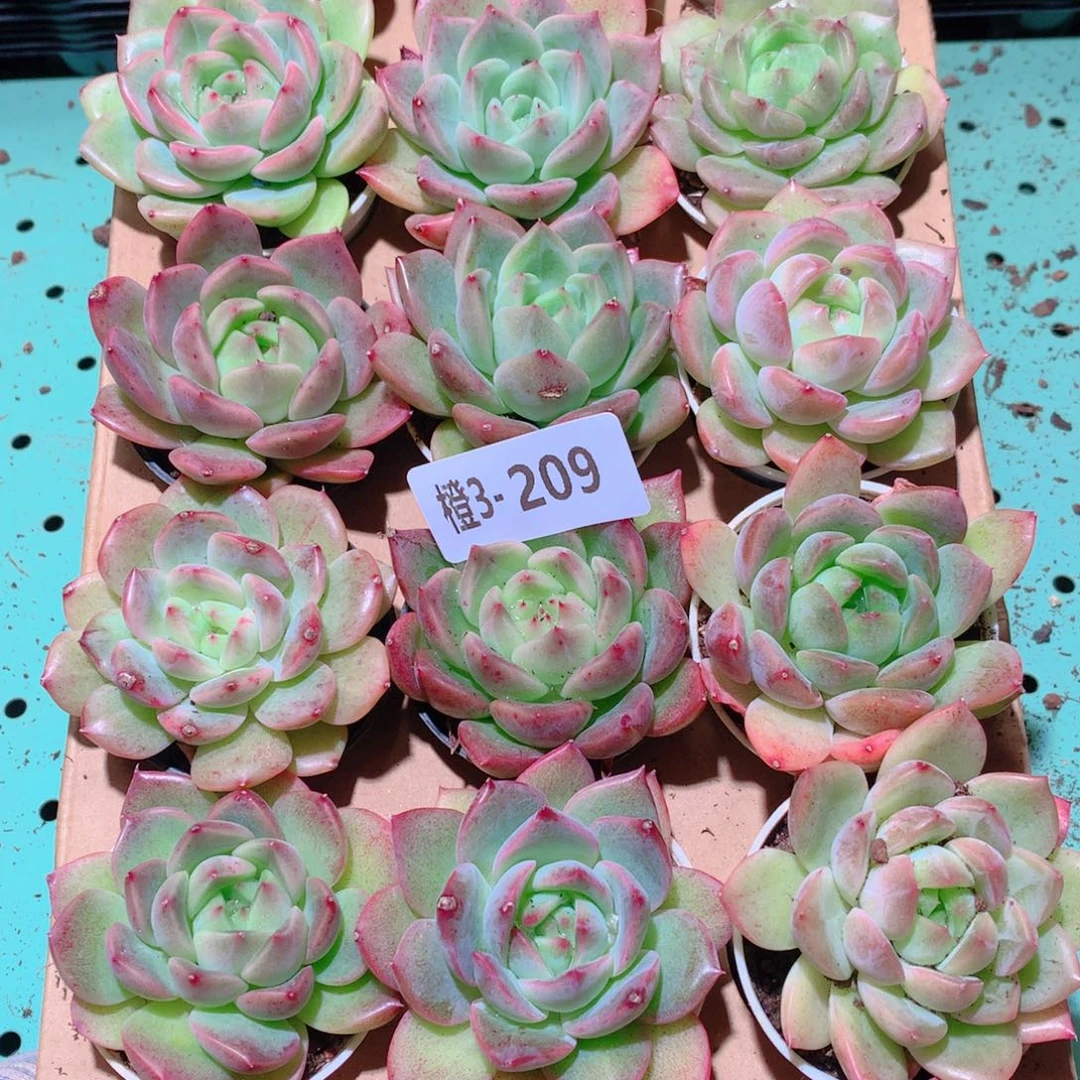3-209一物一拍多肉带盆18颗