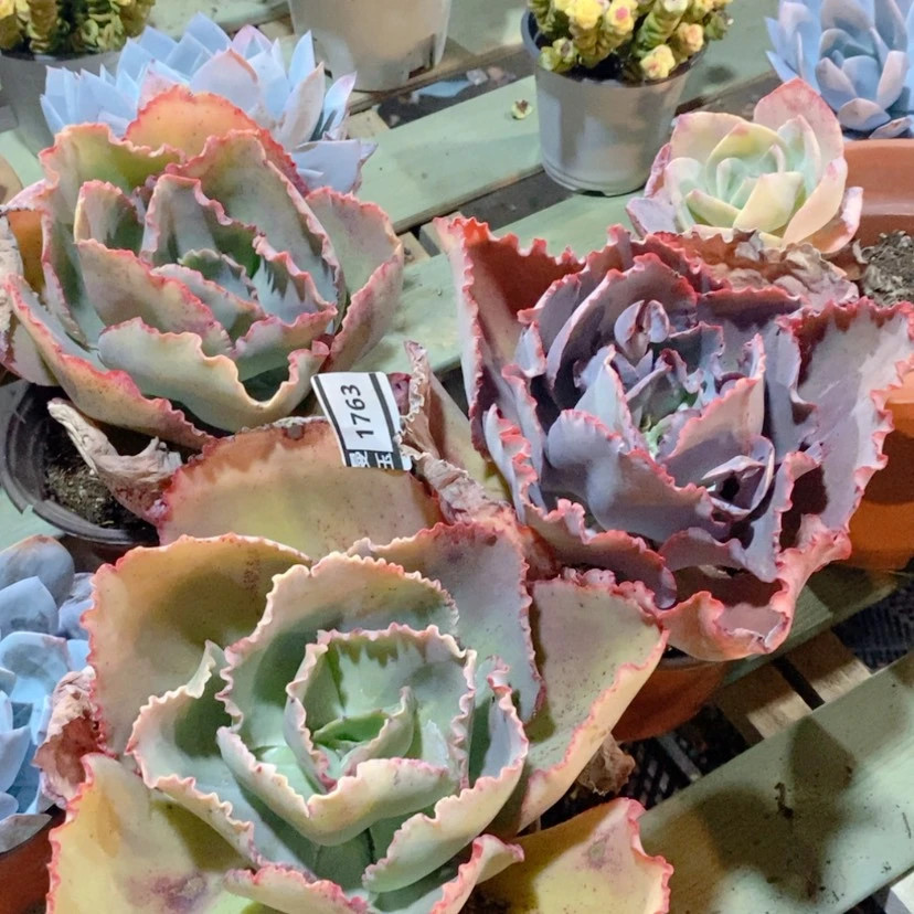 【闪购商品】熊*弟蓝色妖姬三颗1763