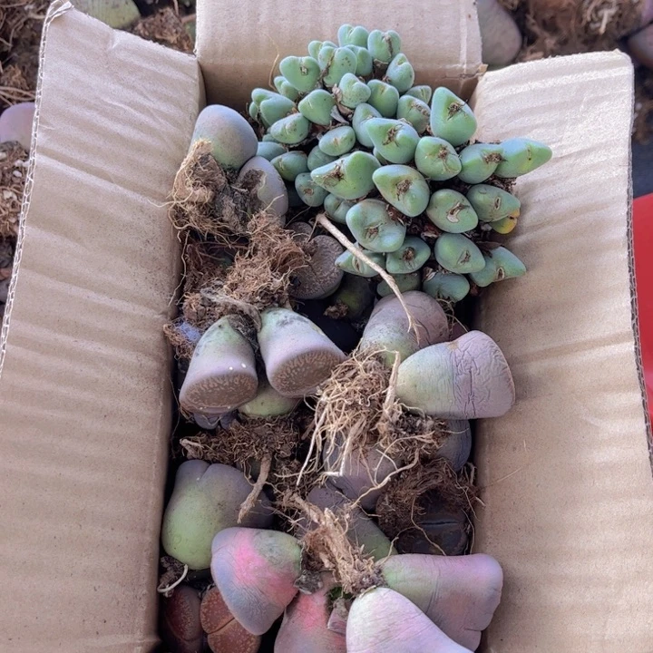 一箱母本8888888888888