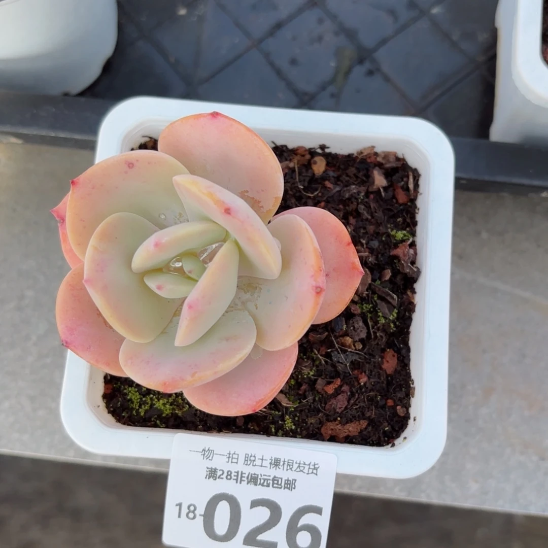 白凤老桩多肉多肉