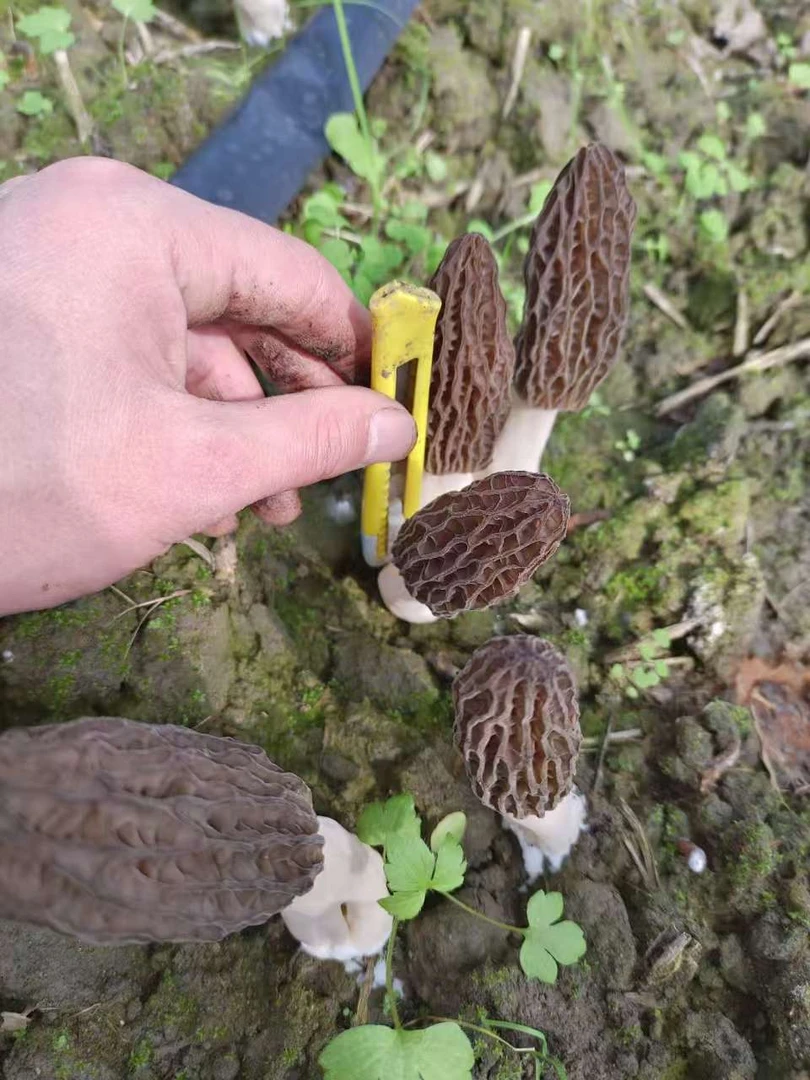 （8—11)2025精品6妹头茬剪柄干羊肚菌（超大个头）