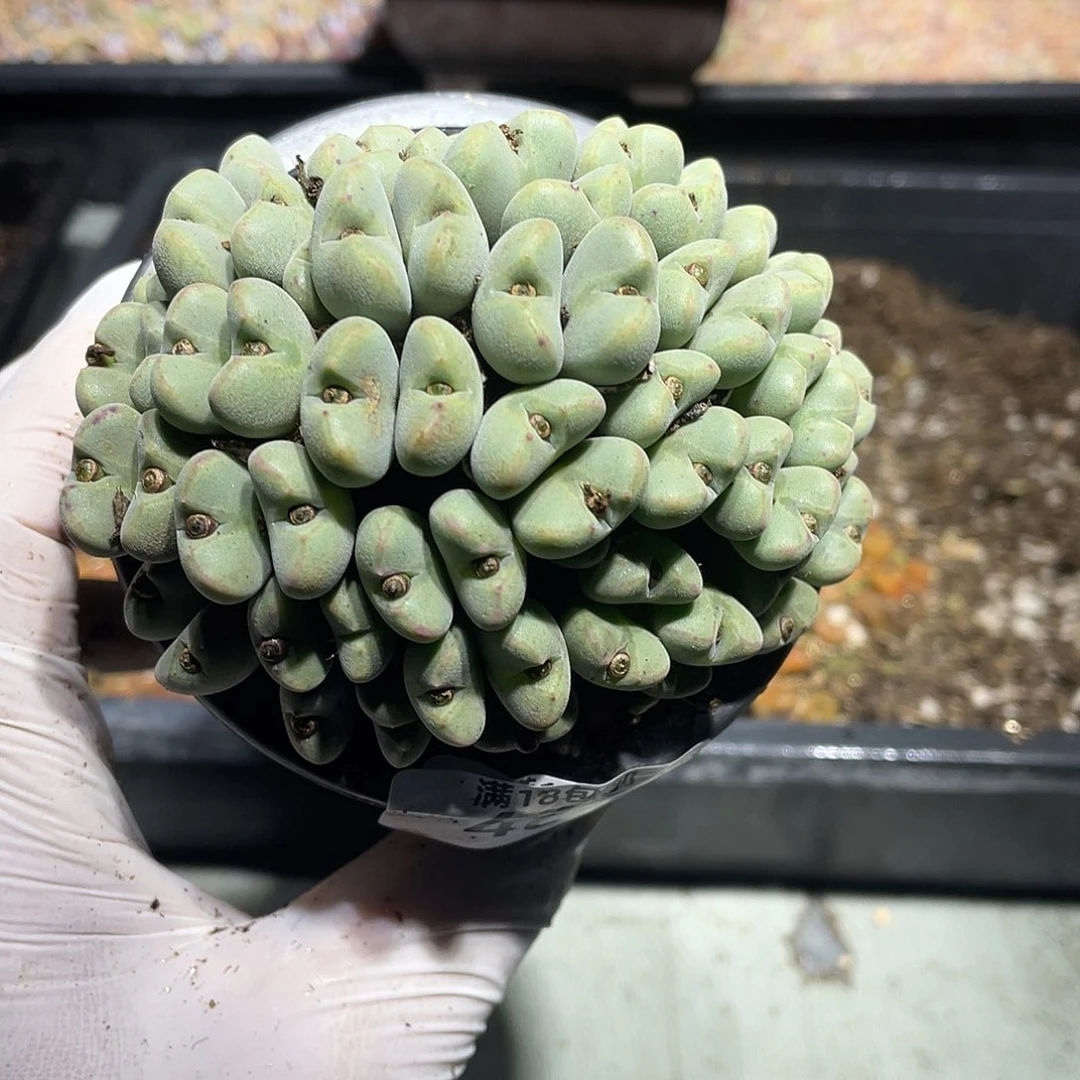 460当天凑满十八元包邮生石花