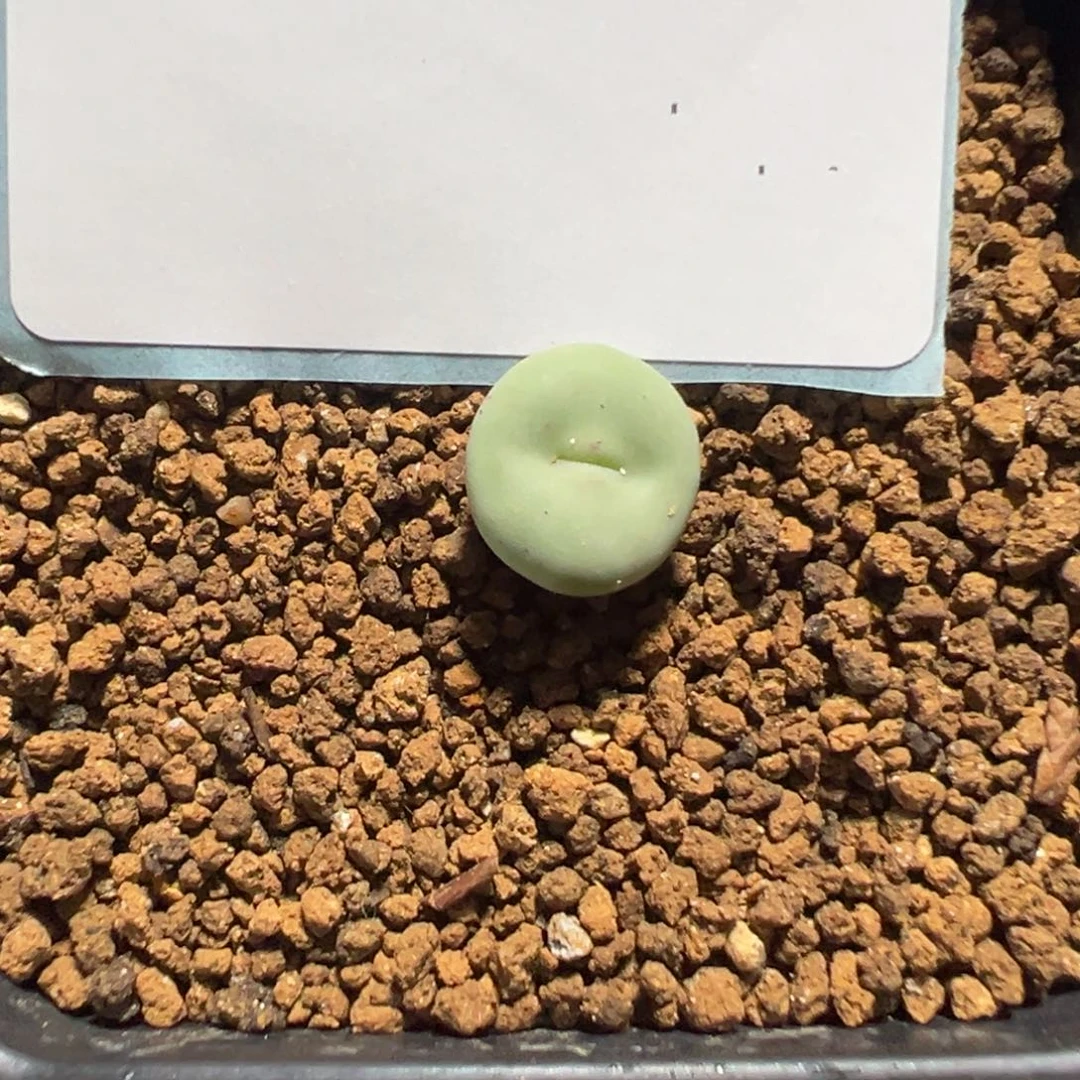 8-18肉锥多肉植物