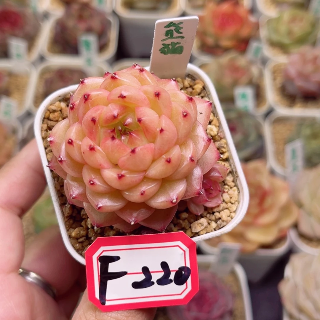 旋****?F220一物一拍 熊猫珍妮