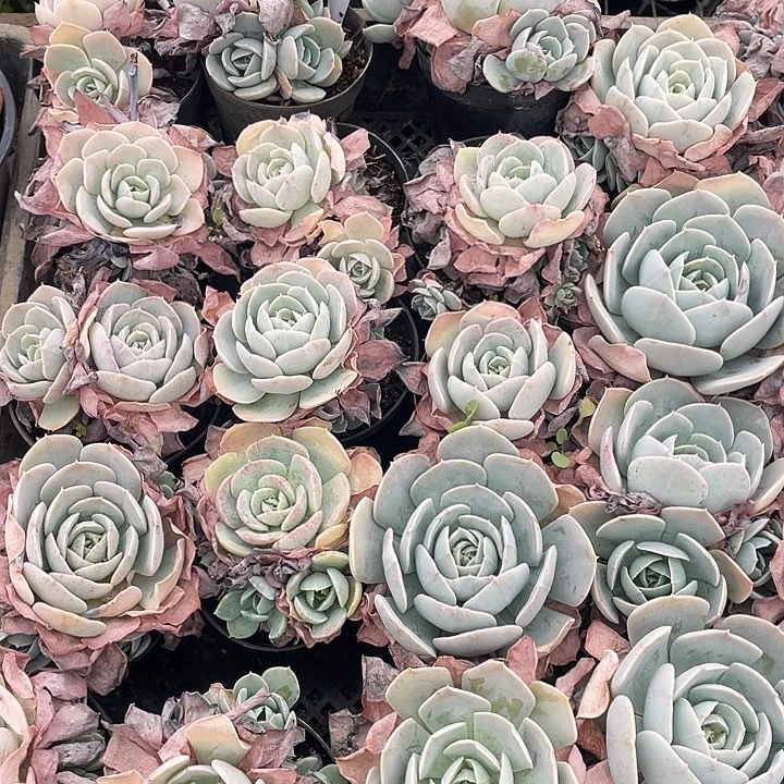 鲁氏石莲。  量拍。 满18包邮