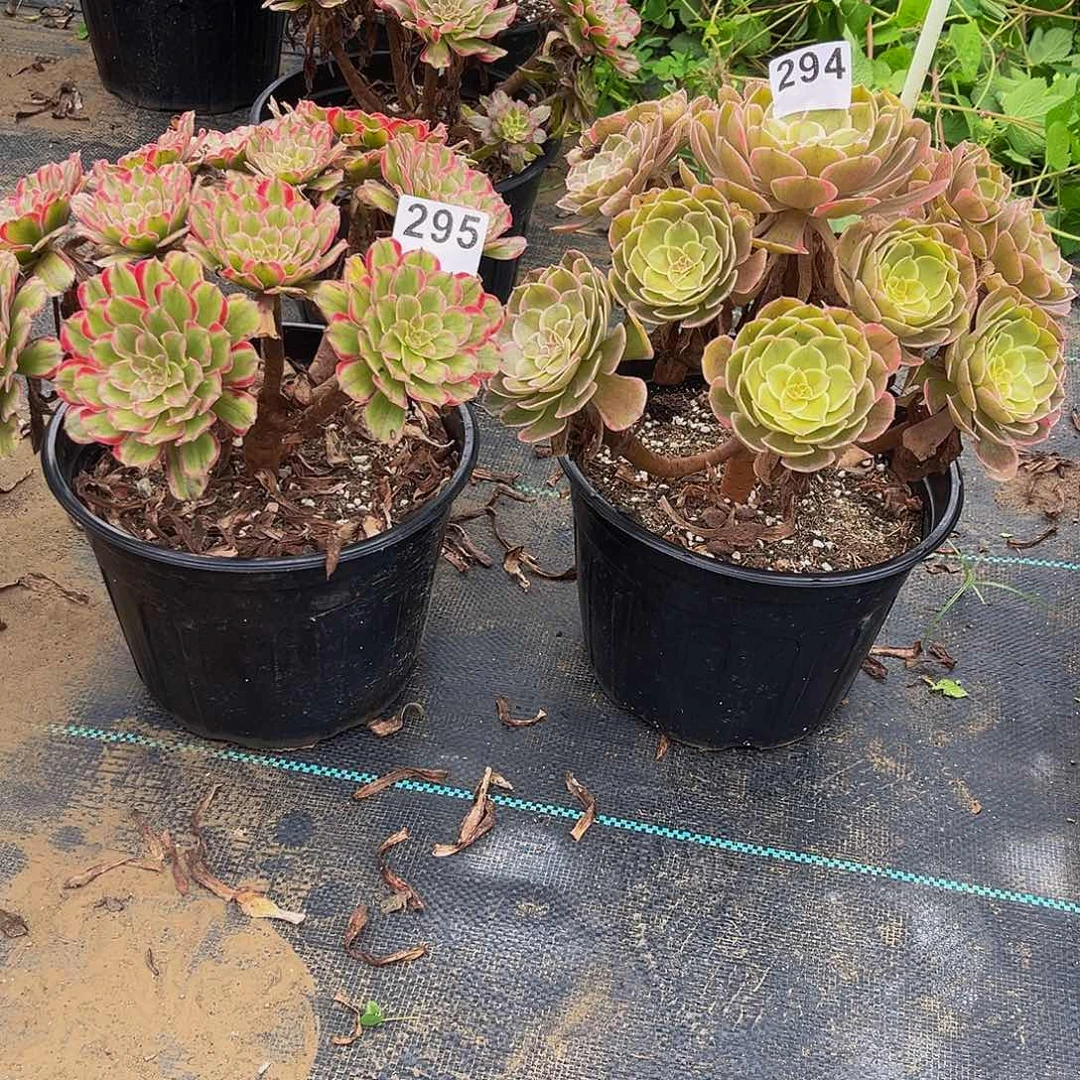 华****）粉玲珑  粉花妖294 295