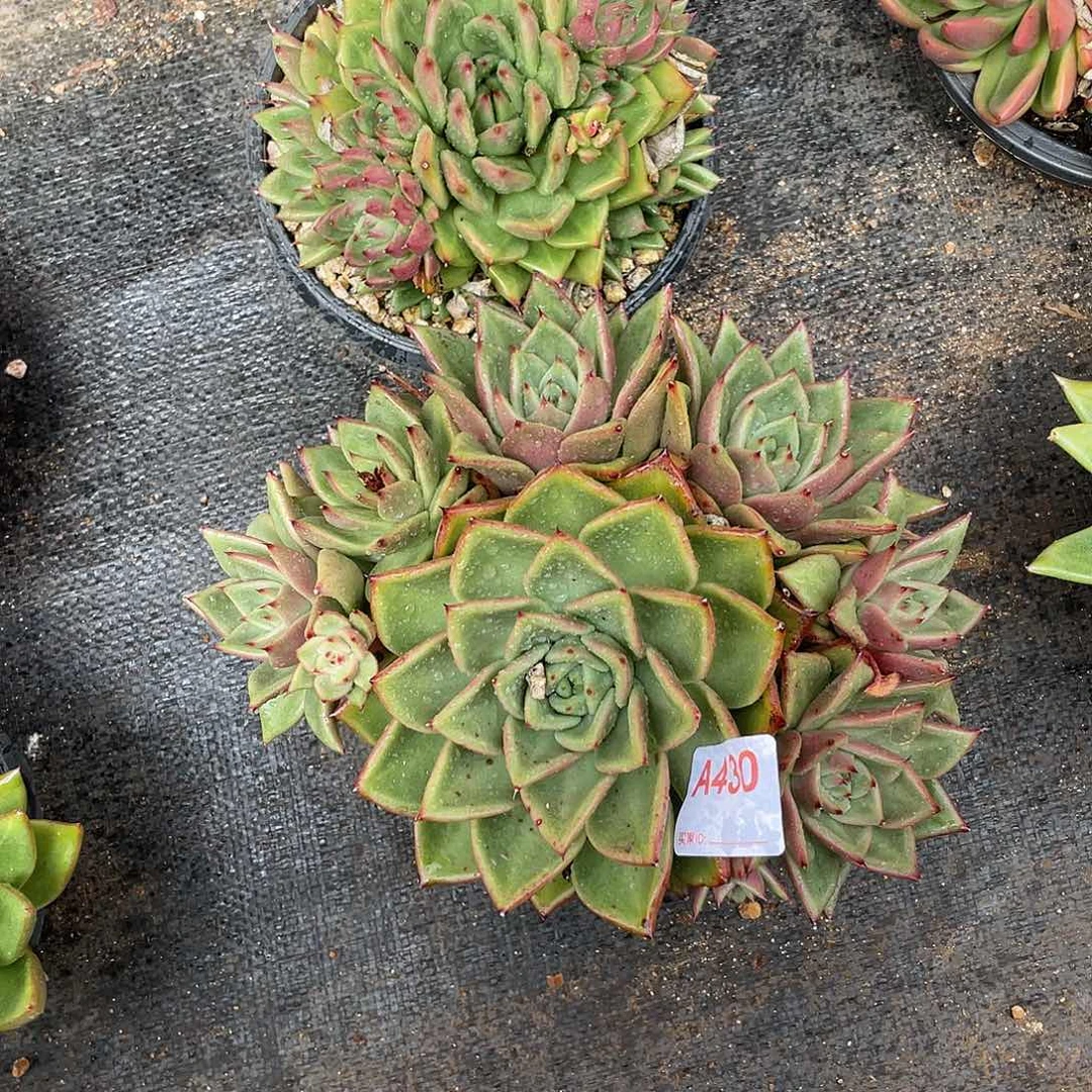 若如东云组拍A430