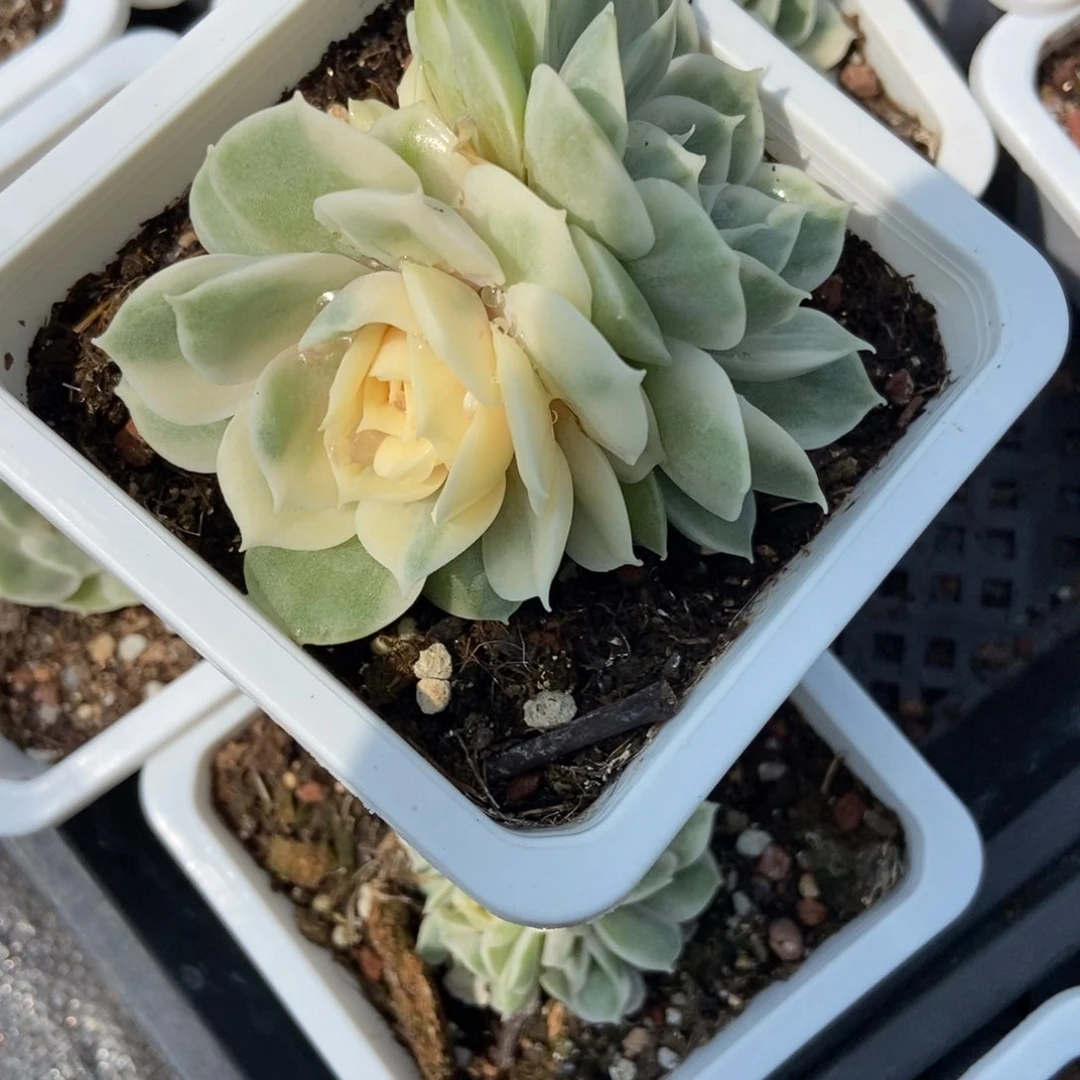 907昂锦多肉植物保护