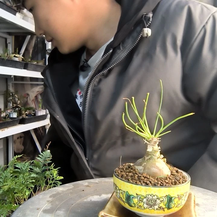 多*东小盆景小植物一物一拍86