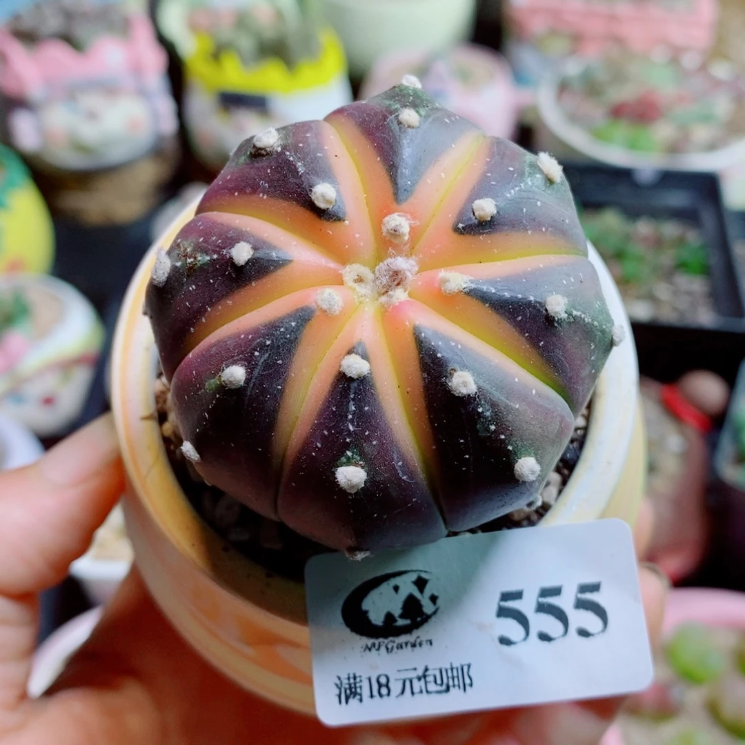 生石花花花花花花555