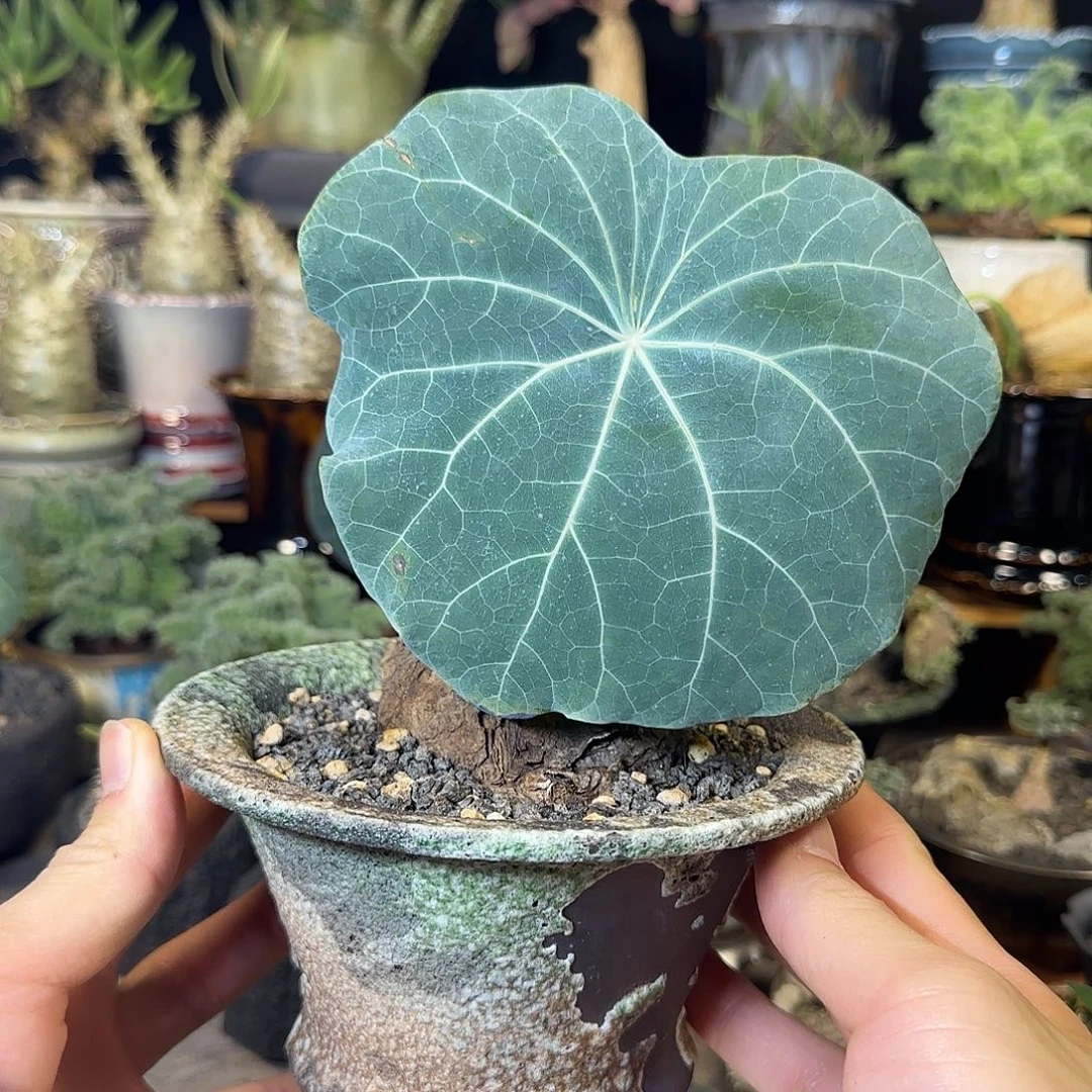 一物一拍老家一叶龟420