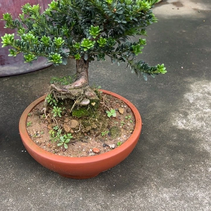 无花朵游**定黑珍珠罗汉松盆景