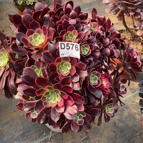 金丝确多肉植物法师不包损