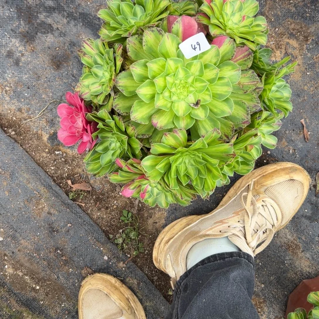 49知否多肉植物系
