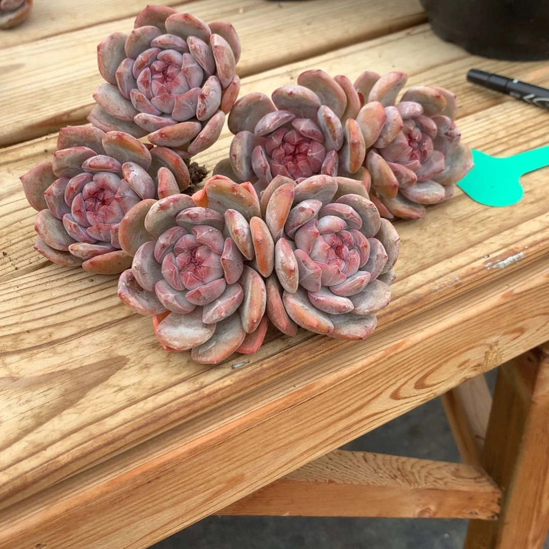 ?**里芊里突尼斯三个多肉