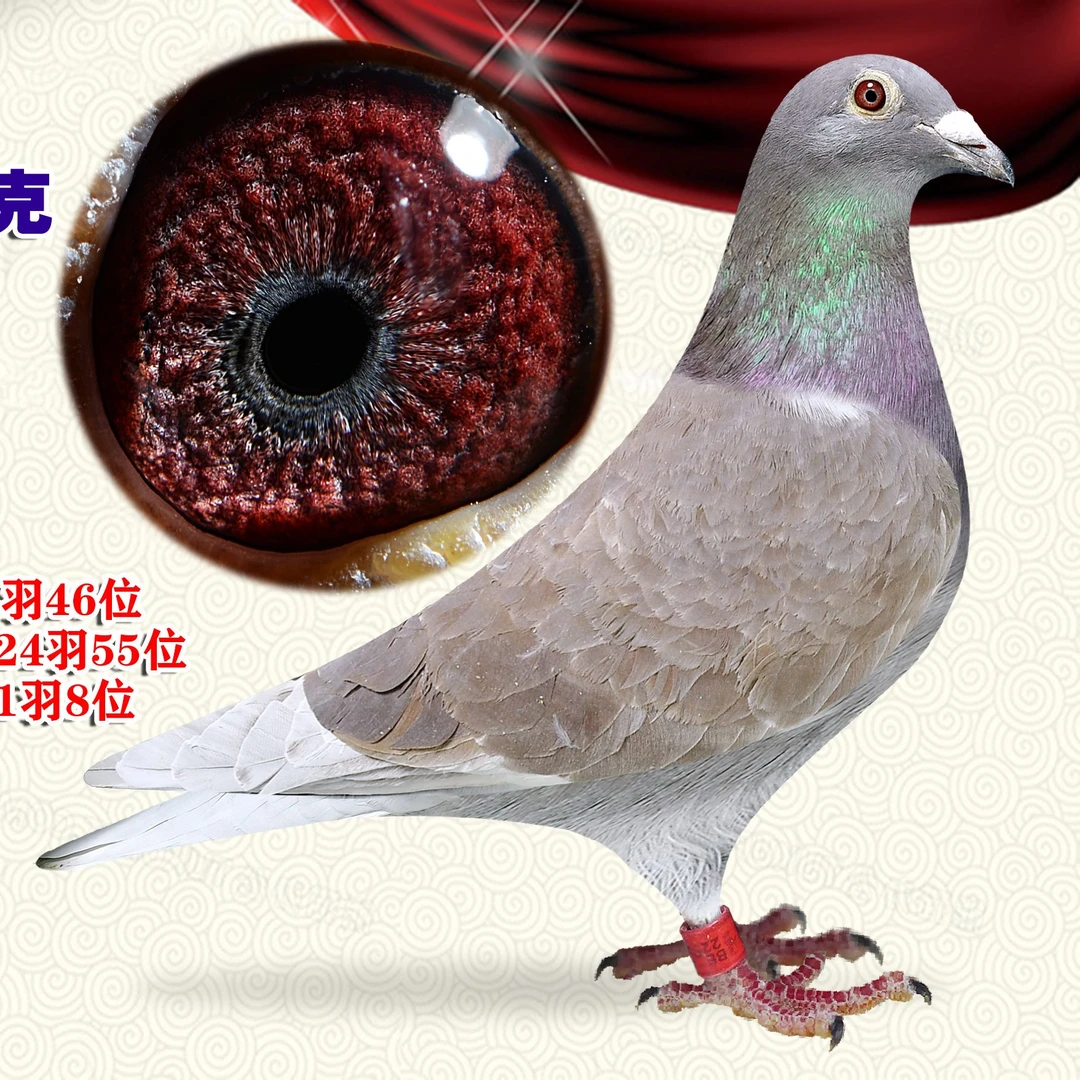 鸽子用品信鸽用成绩鸽用品