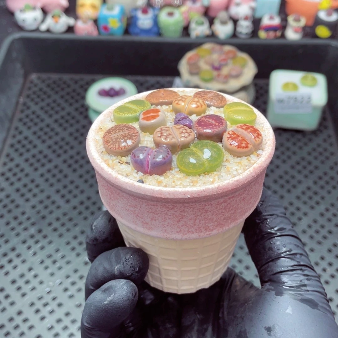 w7923--带盆土发货，零下地区拍保温箱