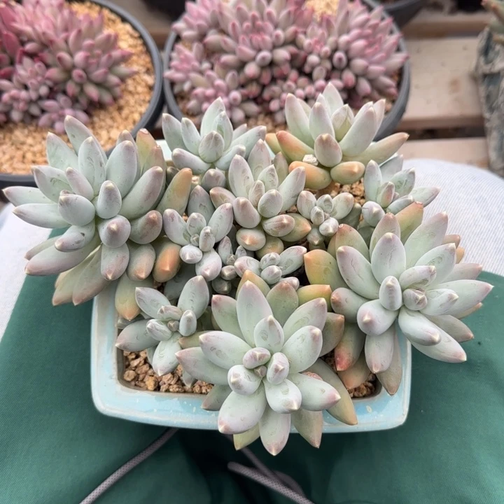 松果美人五十包邮老桩