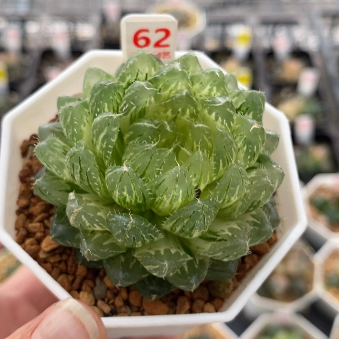 62翠云玉露锦一物一图