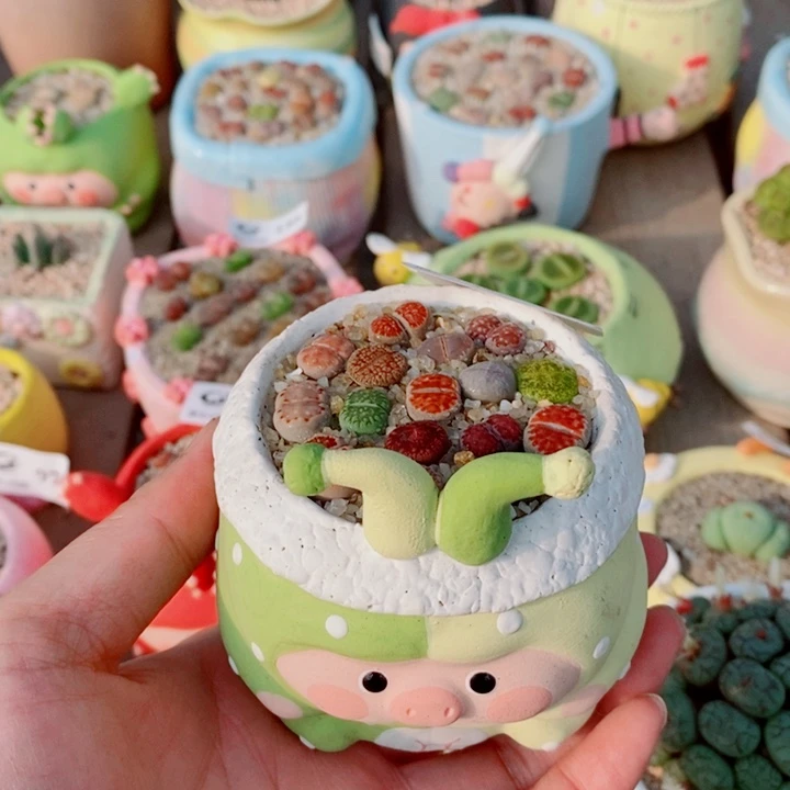 美丽的生石花花198