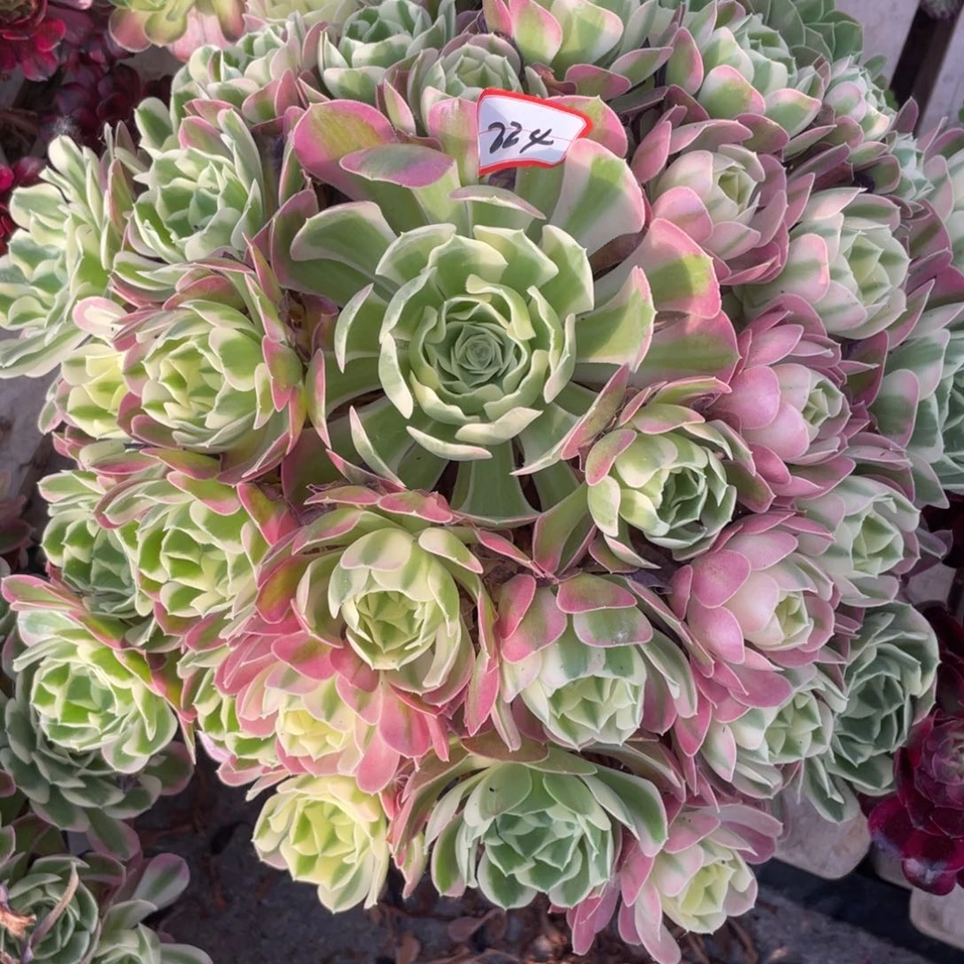 小***方224粉白凤多肉植物