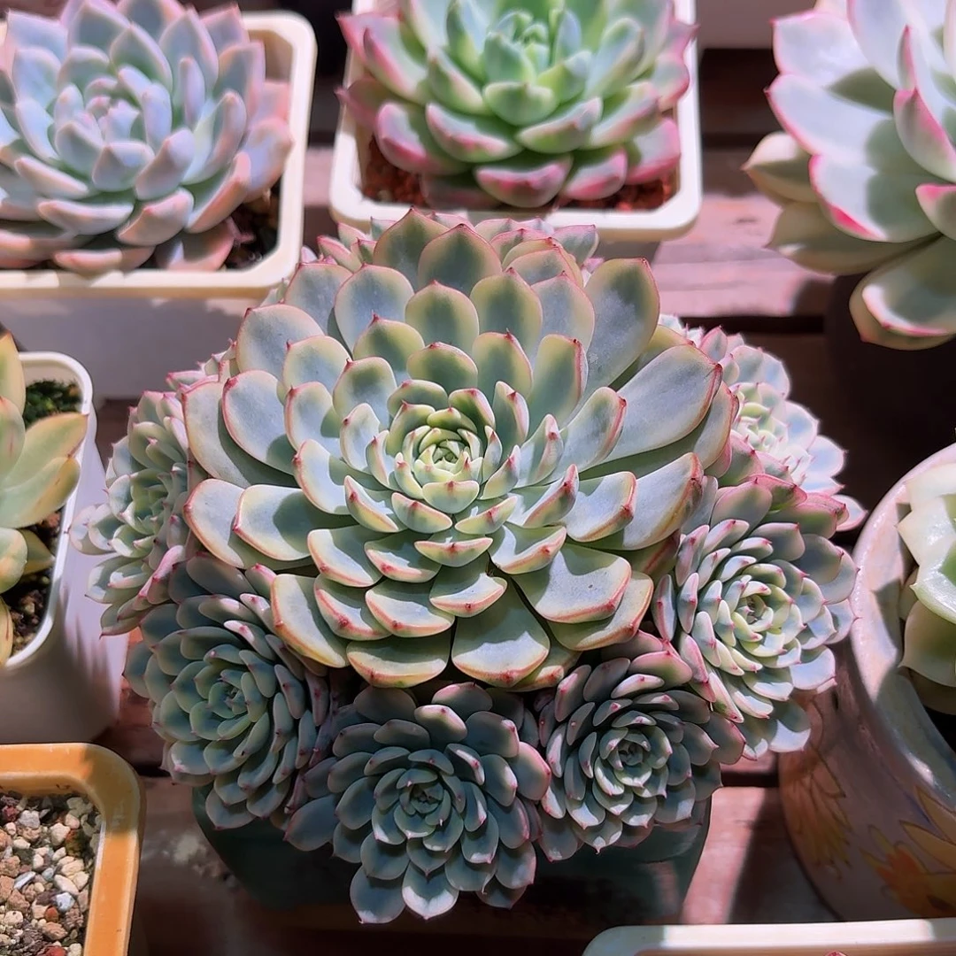 姬莲锦捧花无砍多肉