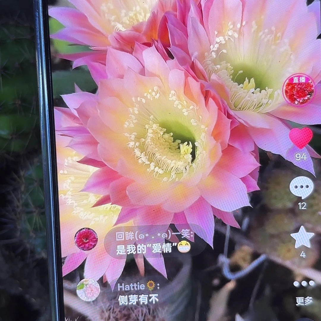 彩蝶-彩5公分公分20包邮9