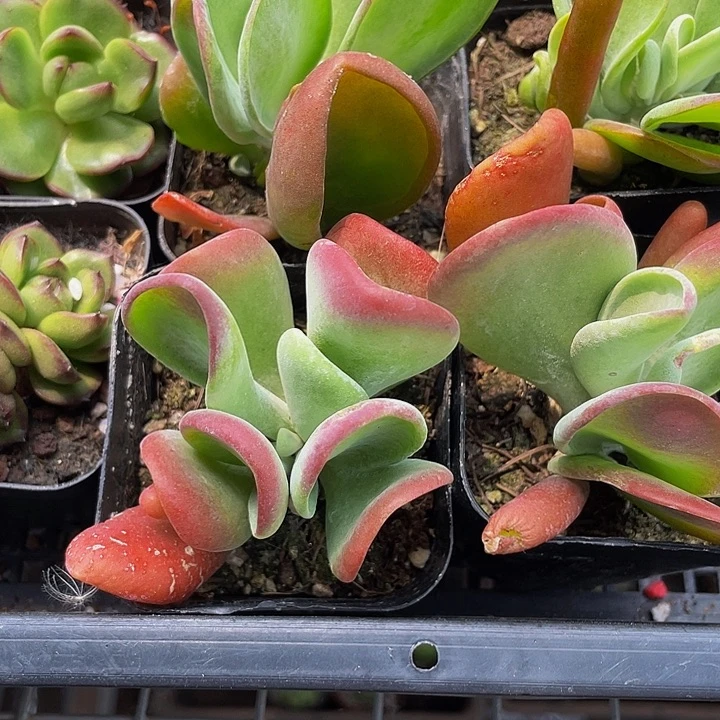 火狐狸3.8带盆土发