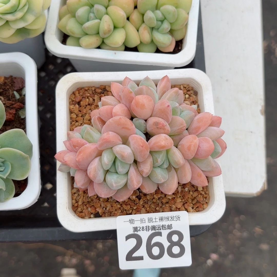 芙丽朵老桩无盆土发货