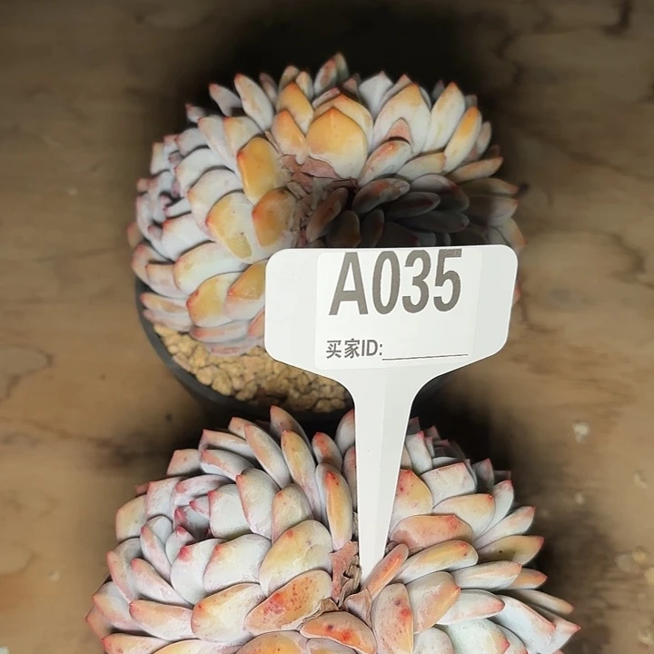 乔***觉梦露一物一拍A035