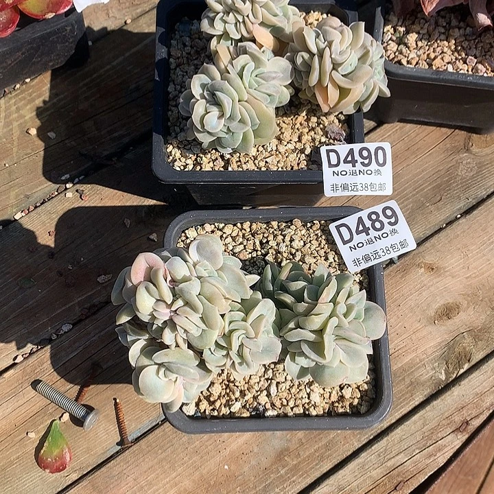 5***0可爱玫瑰缀化2颗 490 489 基地已转处理玻璃心勿扰