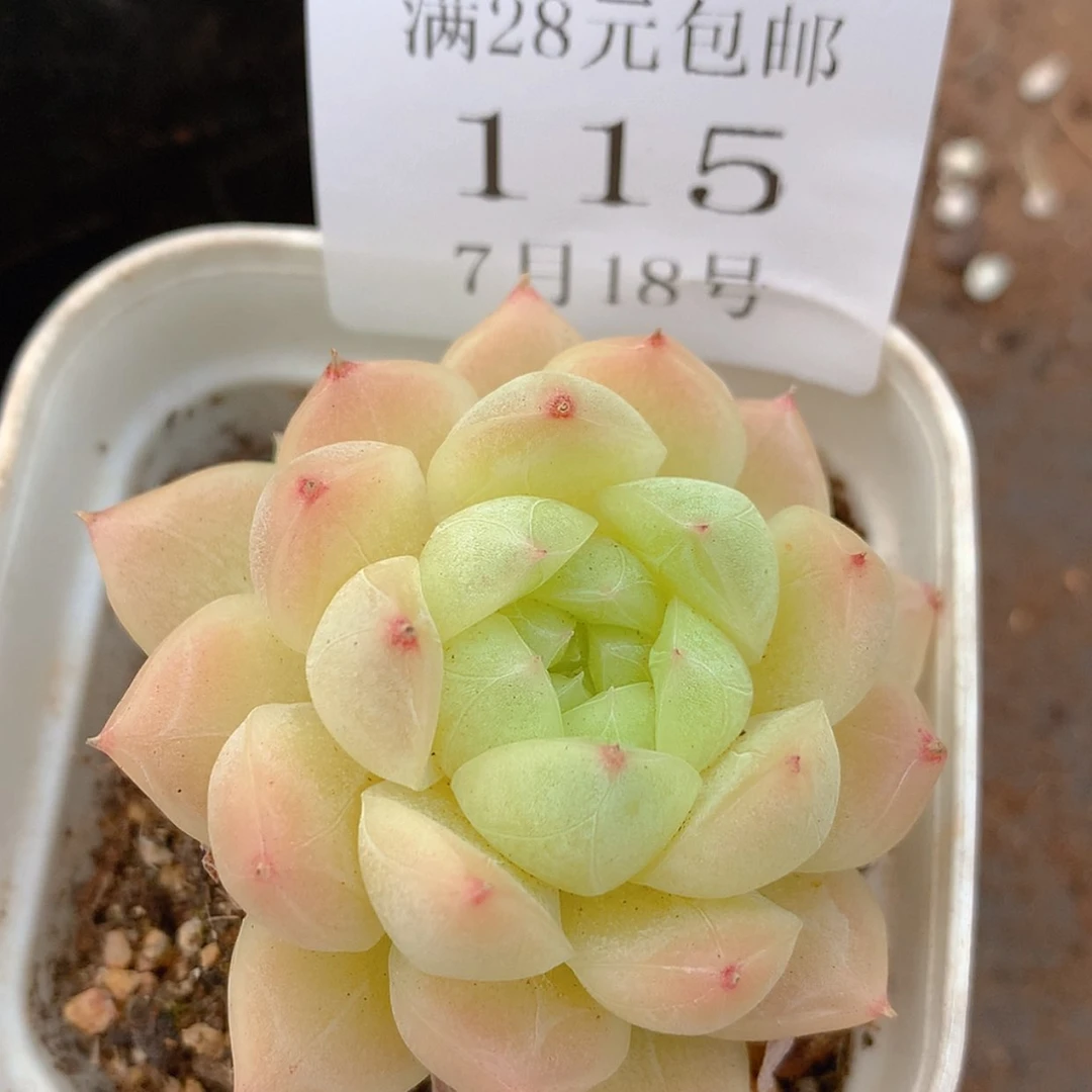 【闪购商品】云115号
