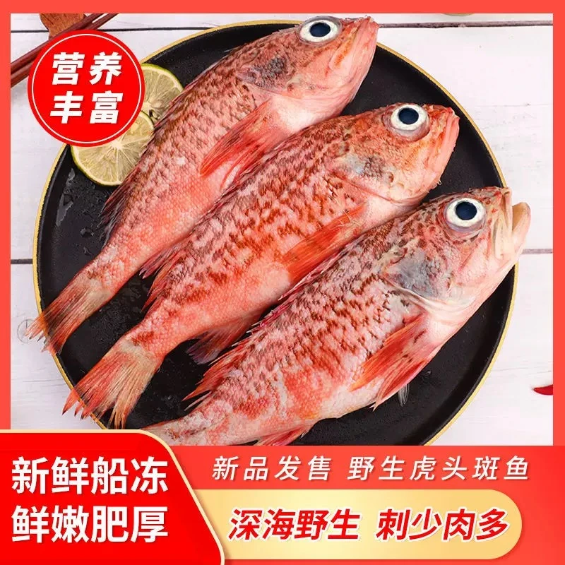 【虎头斑】5斤天然深海石九公虎头斑黑腹鲉鱼海鲜速冻 味道鲜美