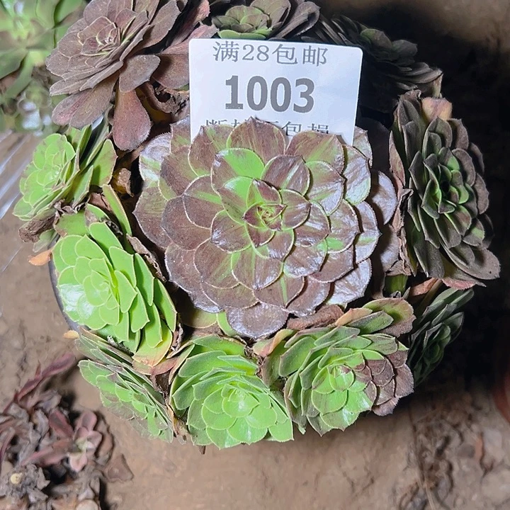 1003花月夜多肉植物