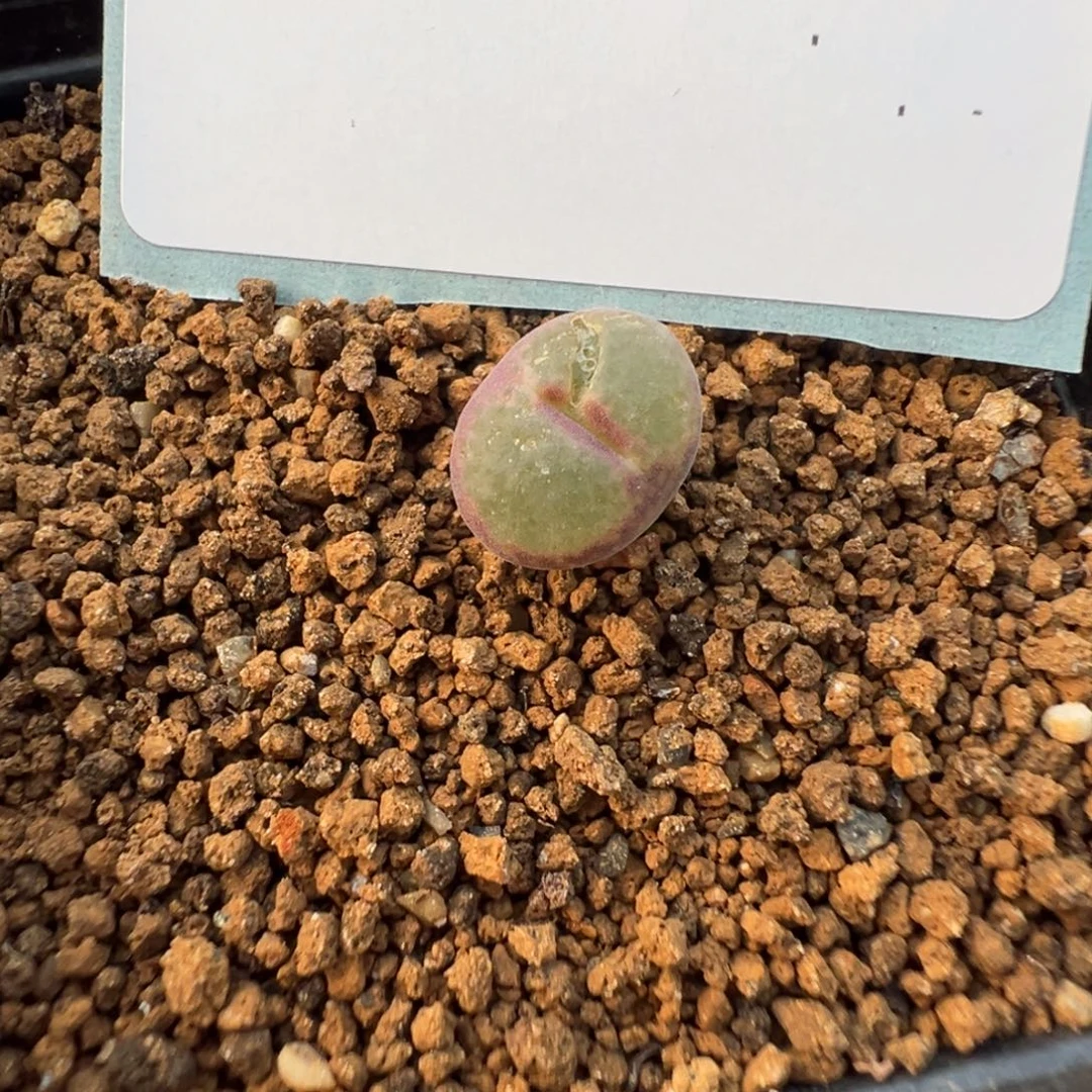 16-184肉锥多肉植物