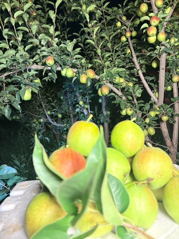 真！！！【 新梨七号】 早熟 皮薄水分足 清甜无酸