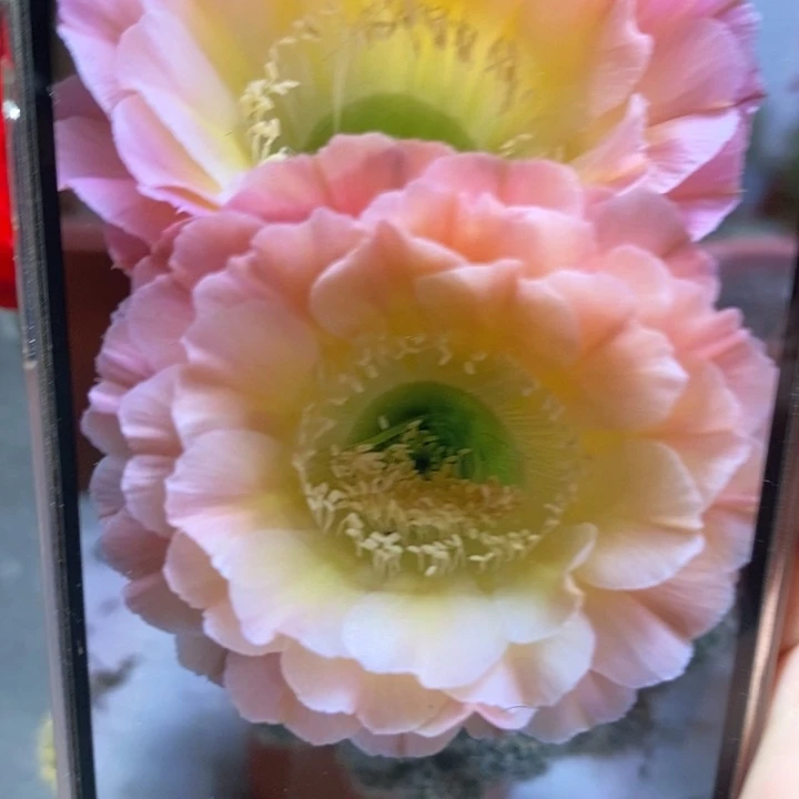 香香落日侧芽3公分左右