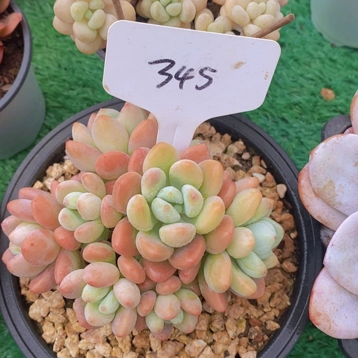 多肉植物，开心多肉