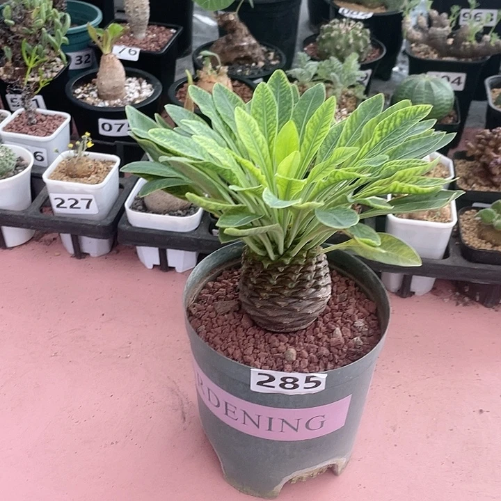 285大铁甲丸菠萝球