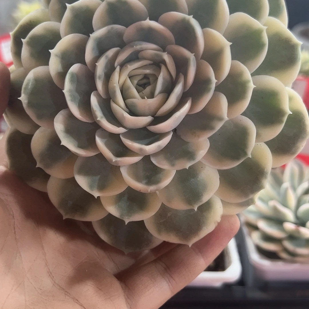 昂斯诺锦多肉植物