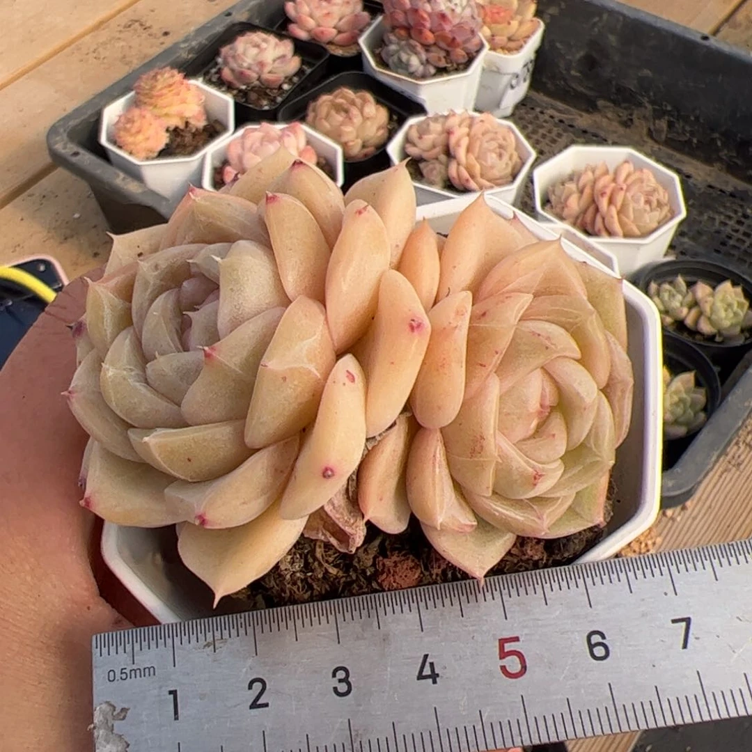 583 多肉植物组合盆栽