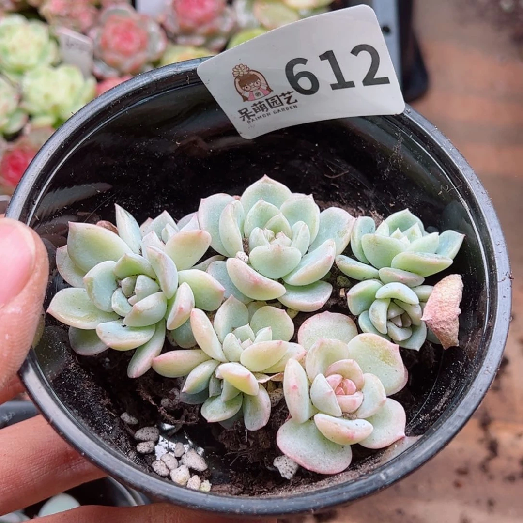 多肉植物多肉植物